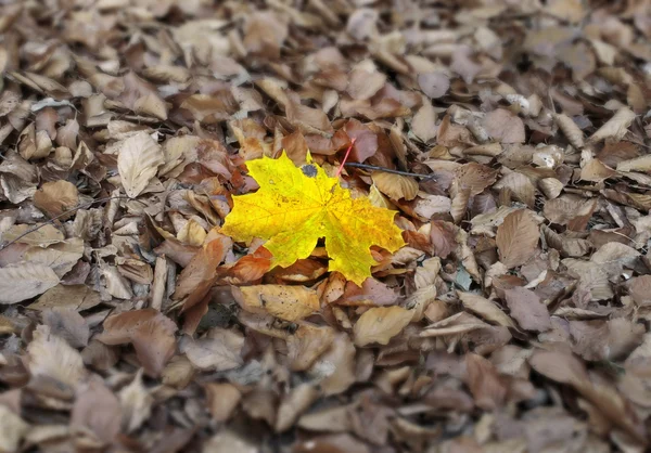 Sonbahar bireysellik — Stok fotoğraf
