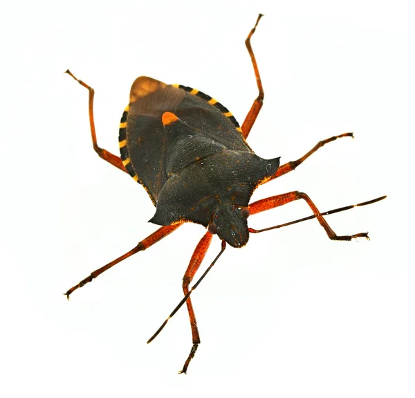 Insecto hemíptero — Foto de Stock
