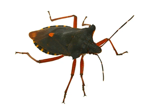 Hemiptera bug — Stockfoto