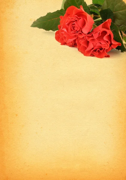 Paper with rose motive — Stock Photo, Image