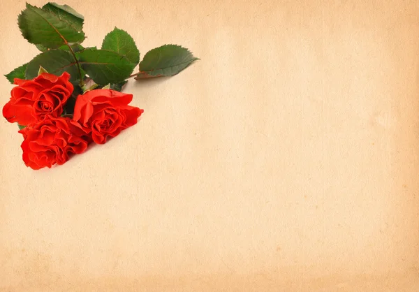 Paper with rose motive — Stock Photo, Image