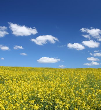 cumulus bulutları alanıyla kanola