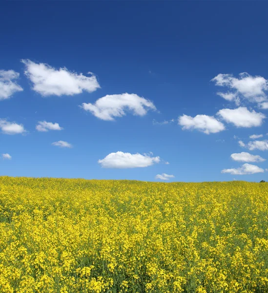Canola field with cumulus clouds — Stock Photo, Image