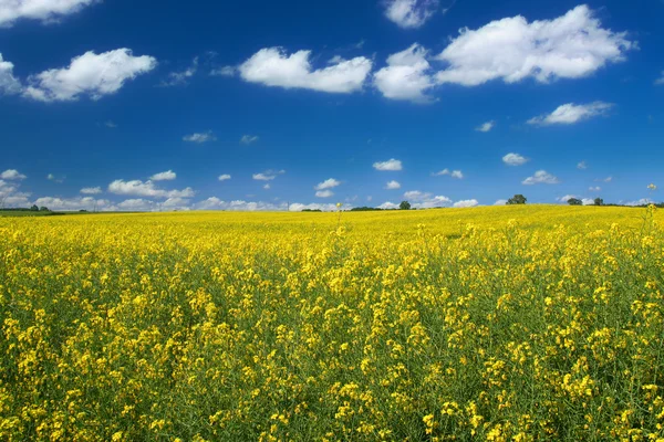 Canola field with cumulus clouds — Stock Photo, Image