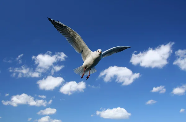 Uçan martı — Stok fotoğraf