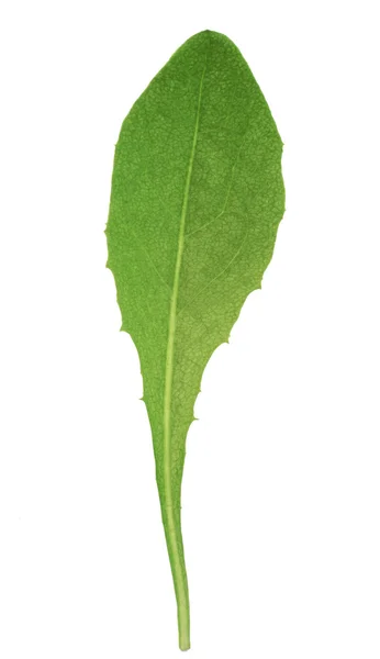 Čerstvý zelený list — Stock fotografie