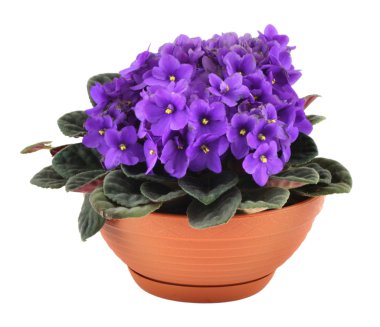 Fresh violets in pot clipart