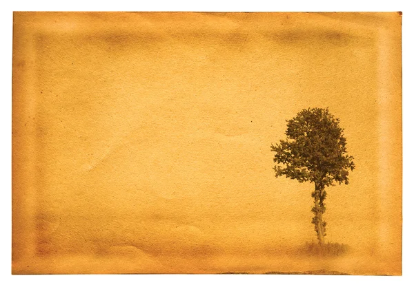 Papel velho com árvore — Fotografia de Stock
