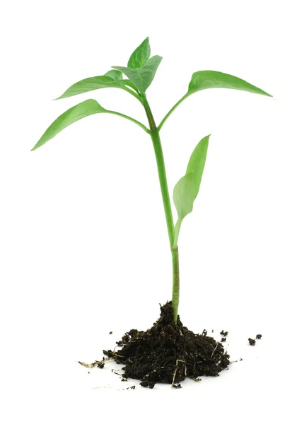 Новорожденное растение с почвой на белом — стоковое фото