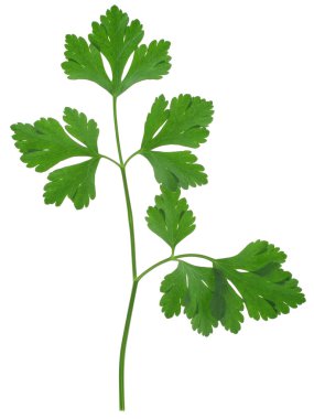 Parsley sprig clipart