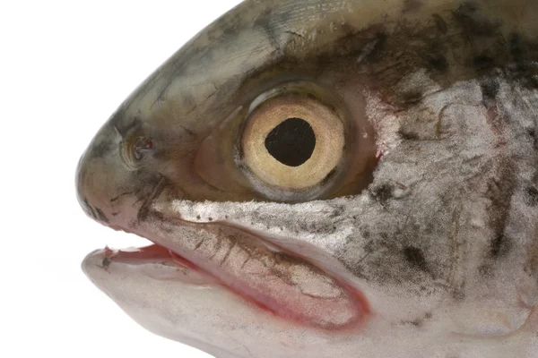 Fish head — Stock Photo, Image