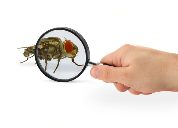 Hand magnifying fly — Stock Photo, Image