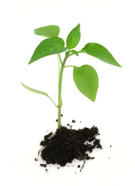 新生児の植物で、白の土壌 — ストック写真
