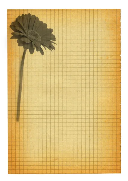Karierte Papierseite mit Blume — Stockfoto