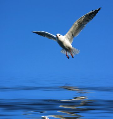 Flying seagull over water clipart