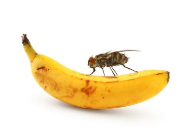 Bug sitting on banana clipart