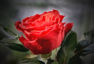 Romantic rose clipart