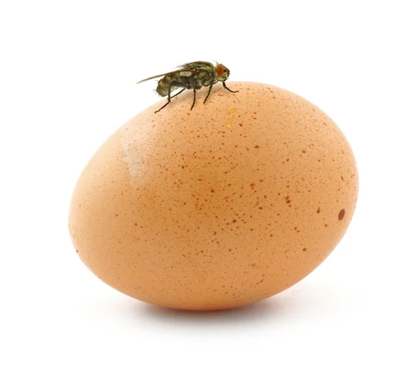 Home fly sitting on egg — Stock Photo, Image