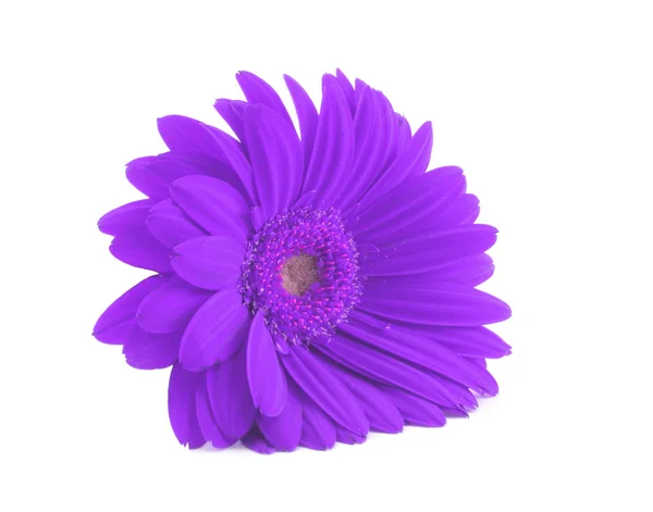 Gerbera viola isolato su bianco — Foto Stock