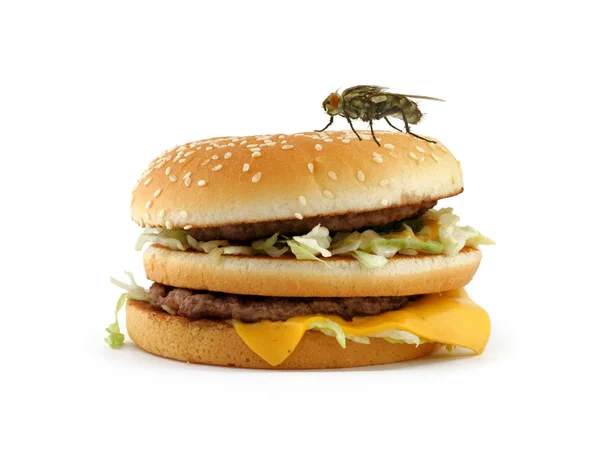 Главная муха сидит на аппетитном гамбургере — стоковое фото