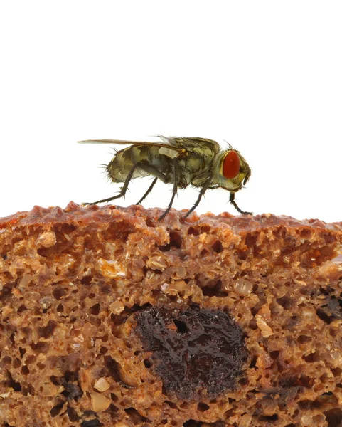 Домашняя муха, сидящая на куске хлеба — стоковое фото