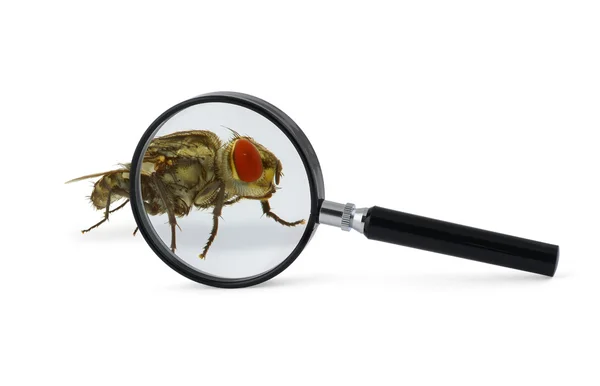 Збільшене fly комах — стокове фото