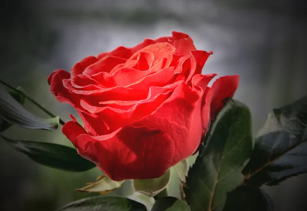 Rosa romântica — Fotografia de Stock