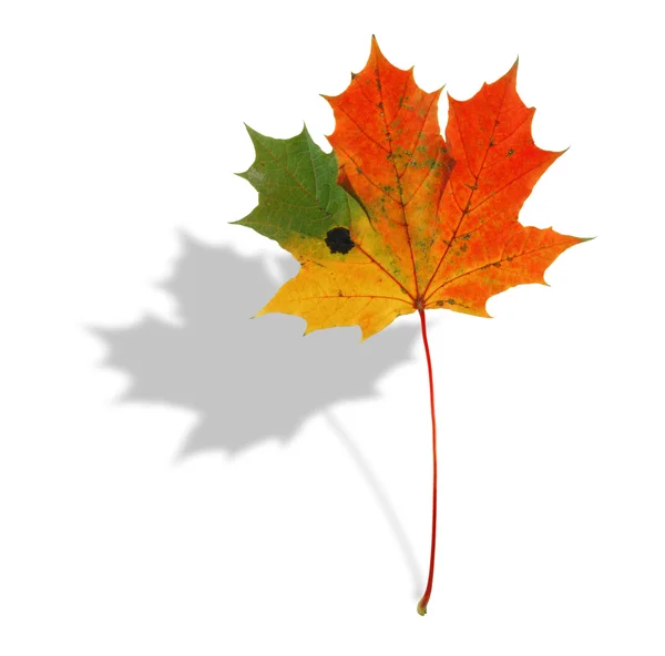 Multicolored maple leaf with shadow — Stock Photo, Image
