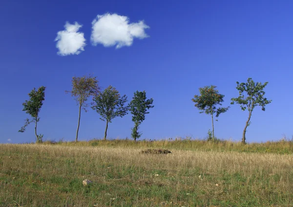 Tree line with two cumulus clouds — Stock Photo, Image