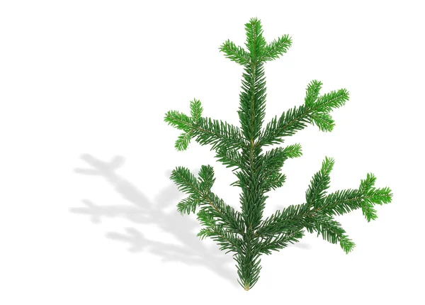 Spruce twig with shadow — Stock Photo, Image