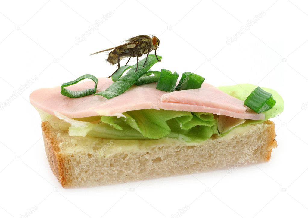Fly sitting on delicious ham sandwich