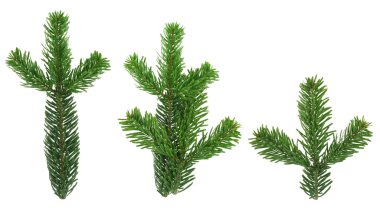 Design elements - isolated spruce twigs clipart