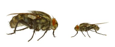 Fly in two variants clipart