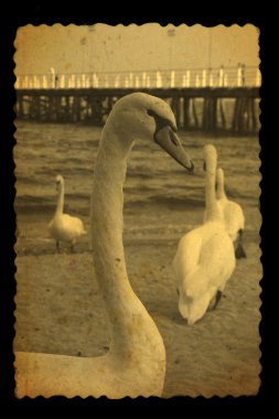 Old photography of swans clipart