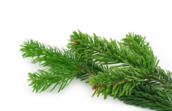 Spruce twig on white — Stock Photo, Image