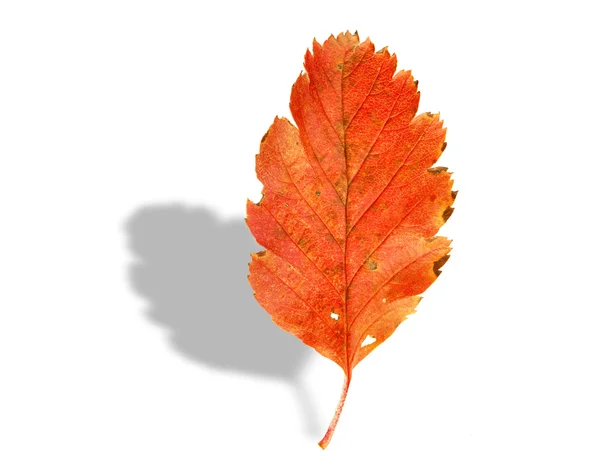 Осенний лист с тенью на белом — стоковое фото