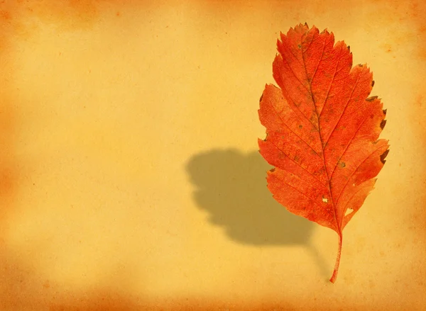 Fall leaf with retro copy space — Stock Photo, Image