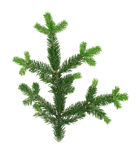 Perfecty isolated spruce twig — Stock Photo, Image