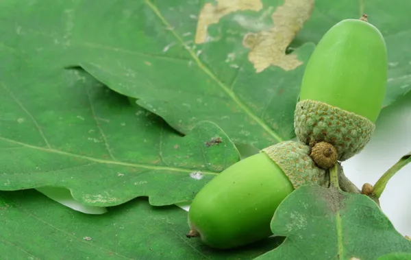 stock image Close-up of two acorns