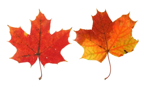 Два яскравих кленових листя — стокове фото