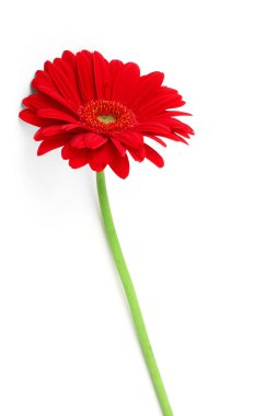 Slender gerbera on white clipart