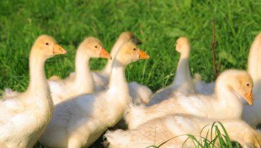 Goslings in grass clipart