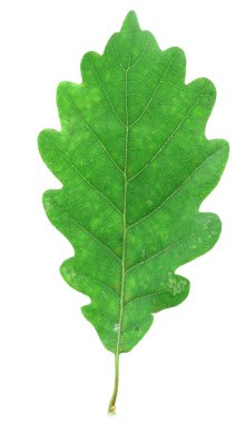 Oak leaf clipart