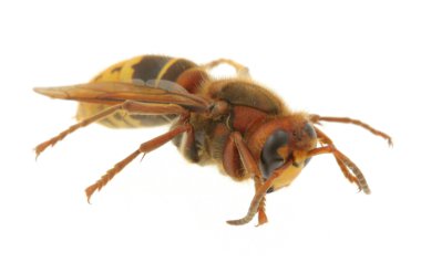 Eşek arısı