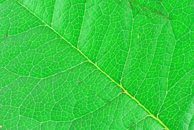 Leaf texture clipart