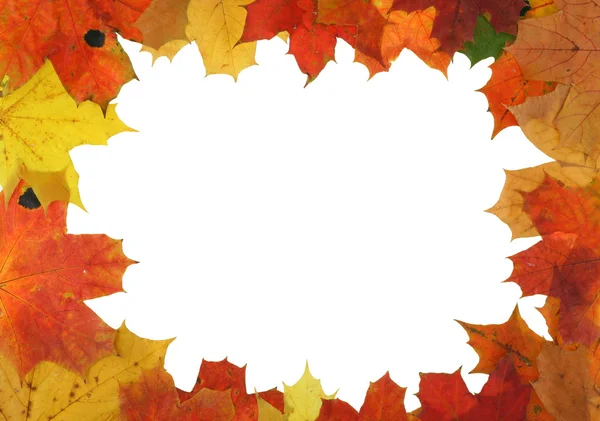Jesień klon ramki — Zdjęcie stockowe