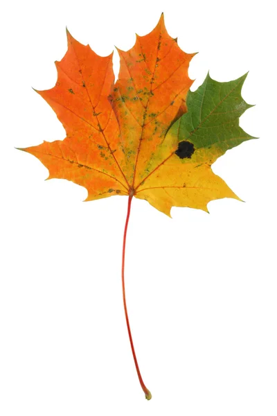 Многоцветный кленовый лист на белом — стоковое фото