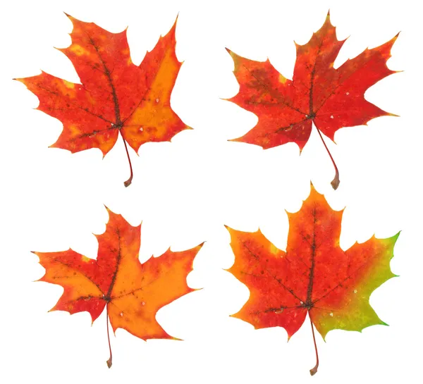 Four variants of the same maple leaf — Stock Photo, Image
