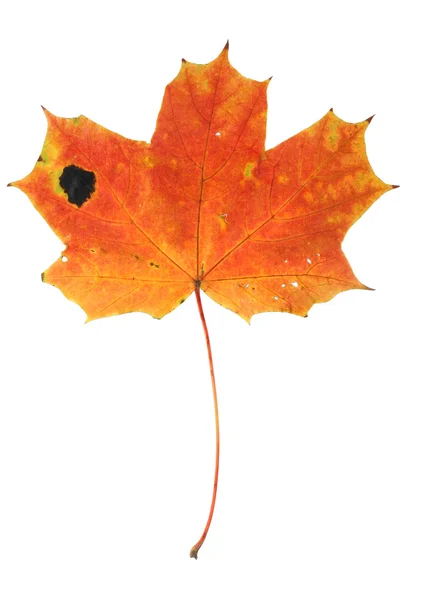 Maple leaf with holes and spots — Stock Photo, Image