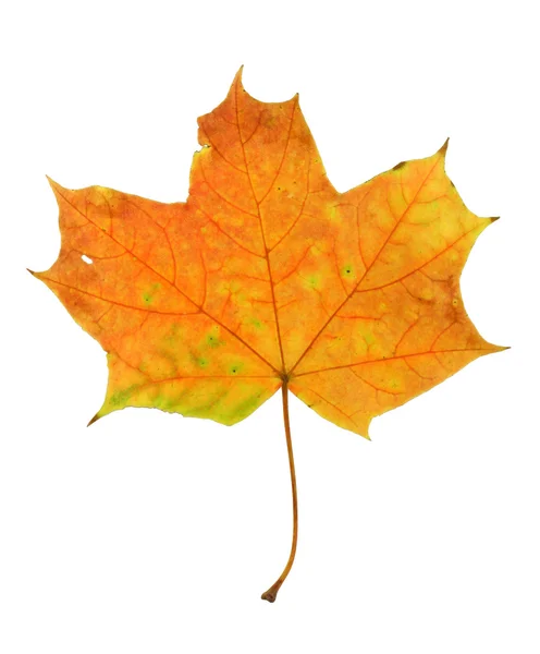 Maple leaf, tiszta fehér háttér — Stock Fotó